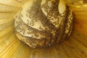 10614161_10203740928456901_1522234628966778368_n